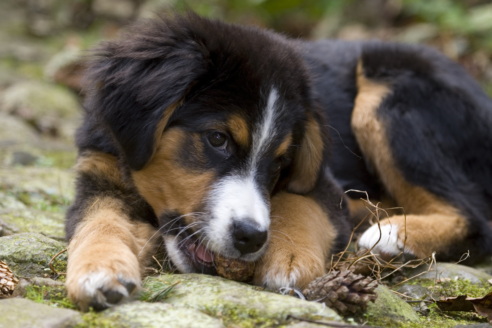 chiot bouvier bernois allongé