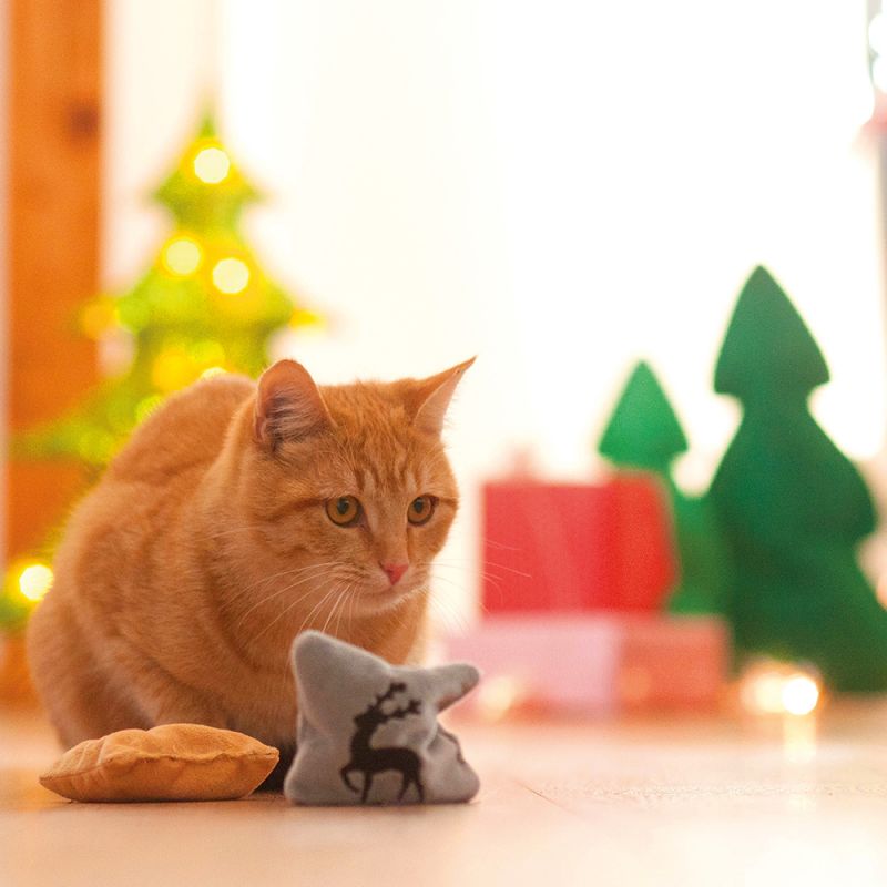 Idées cadeaux chat : faites lui plaisir !