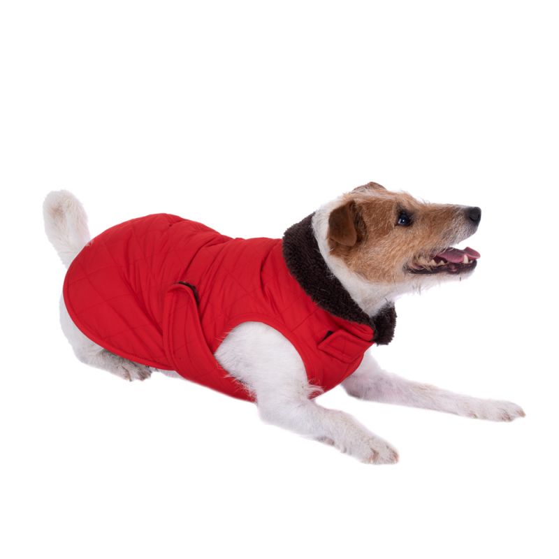 un chien en manteau de noël