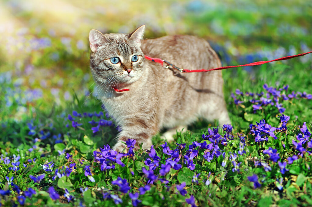 Promener Son Chat Comment L Habituer A La Laisse Magazine Zooplus