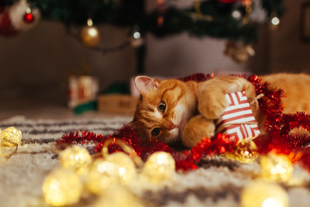 Cadeaux de Noël pour chat : quelques idées | Magazine zooplus