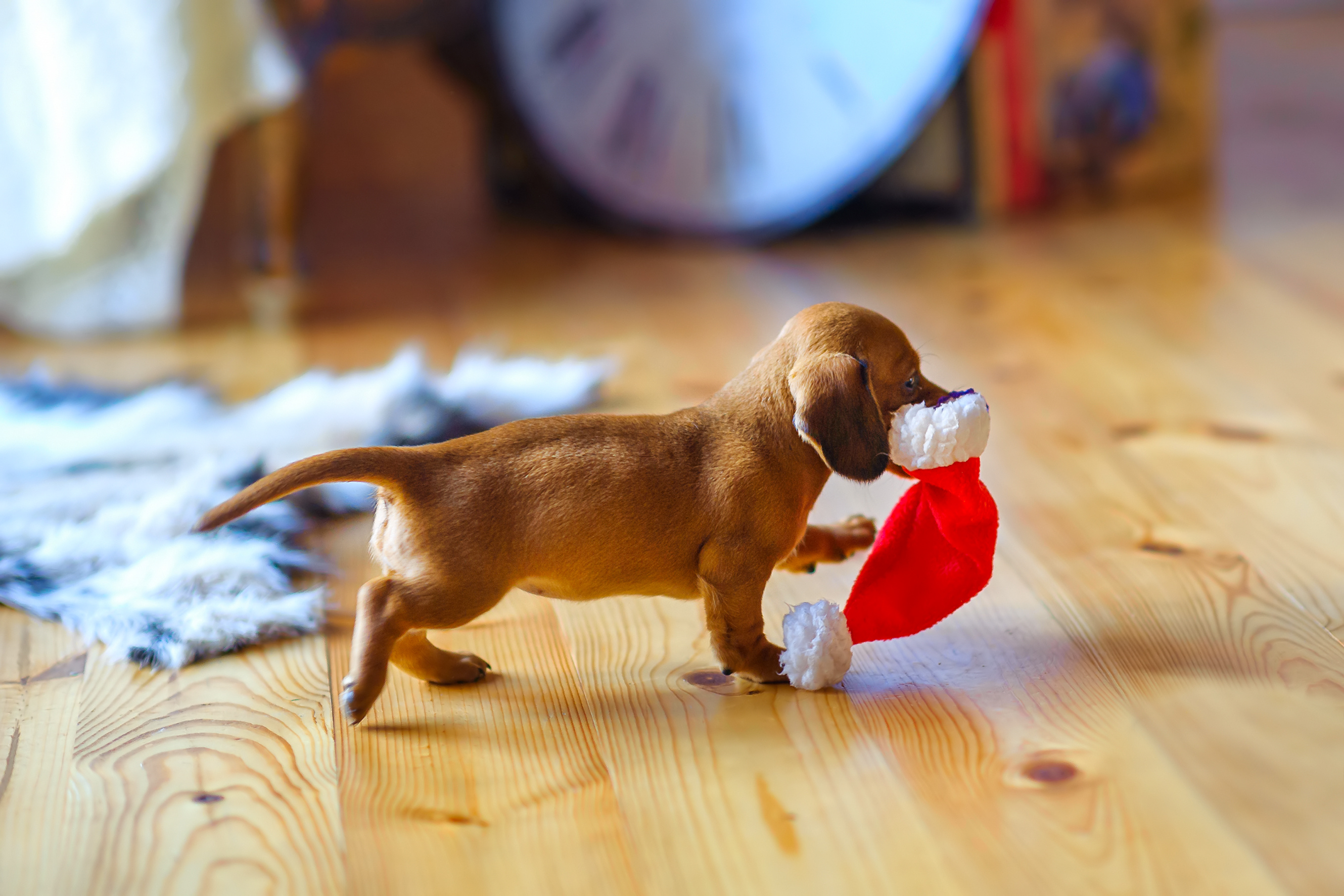 un chiot teckel se promène dans la maison avec un bonnet de Noel dans sa gueule