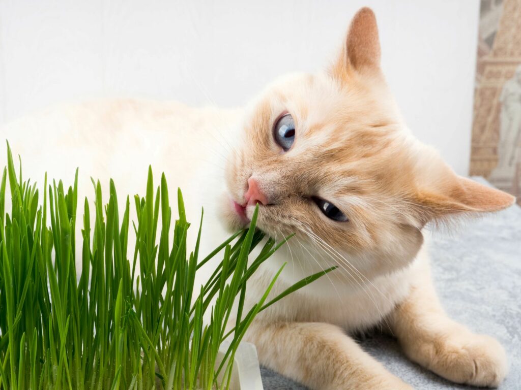 A quelle frequence donner de l'herbe a chat ? – Pour toi Mon chat