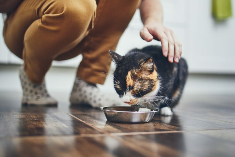 Quelle quantité de nourriture donner à son chat ?