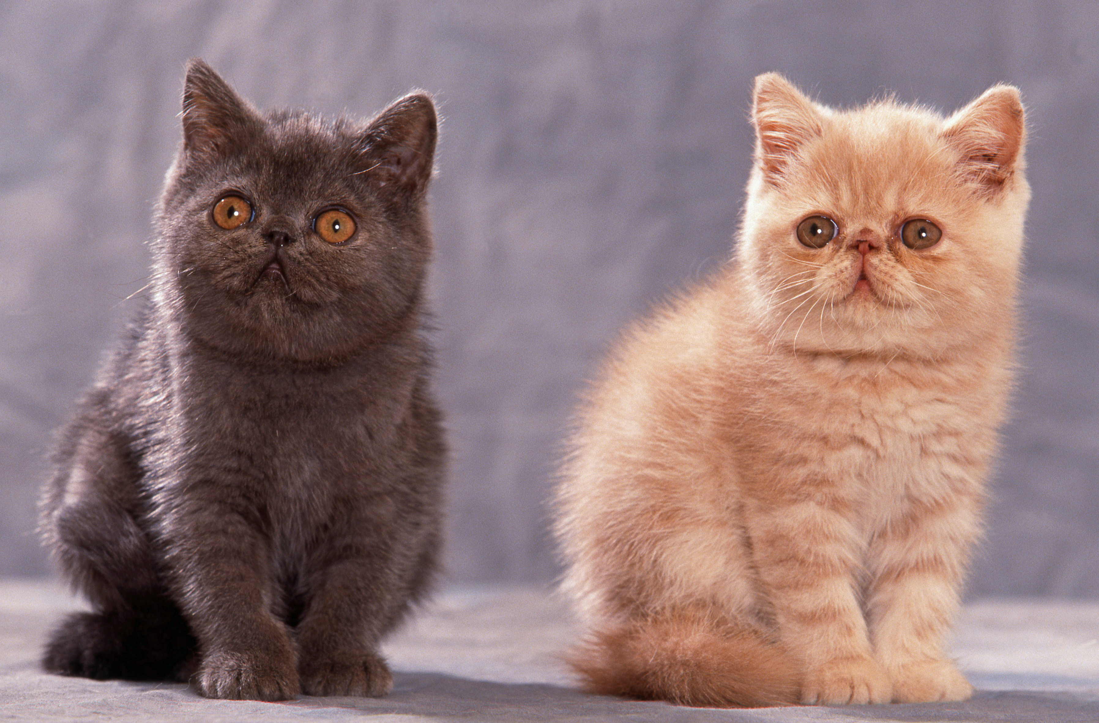 chatons exotic shorthair gris et roux assis en studio l'un à côté de l'autre