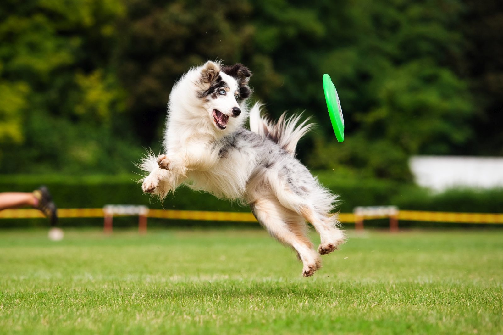 Frisbee-Ultimate - Disc-Dog : 5 choses à apprendre à un chiot