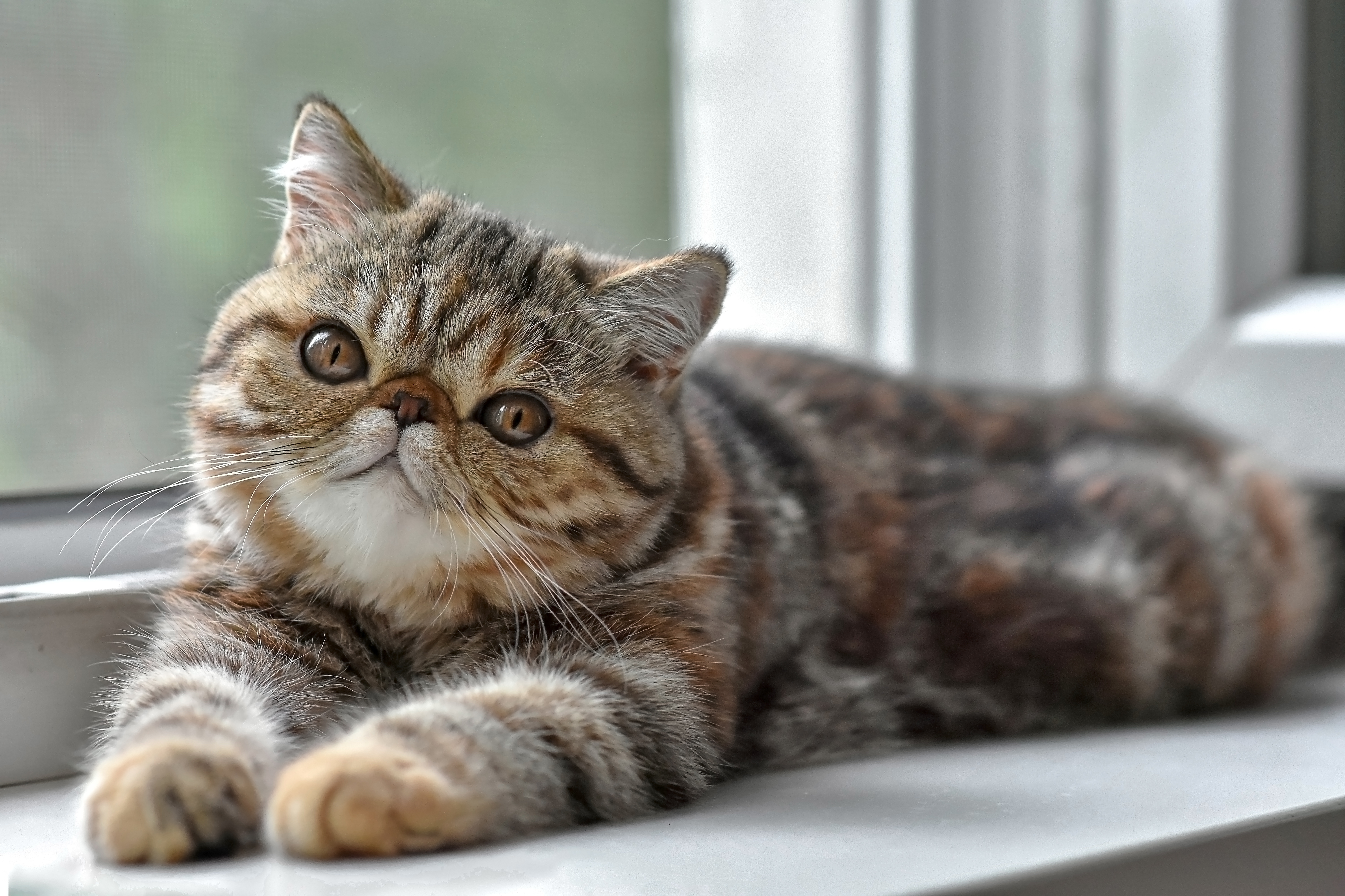 Un exotic shorthair marbré est allongé au bord de la fenêtre et regarde l'objectif