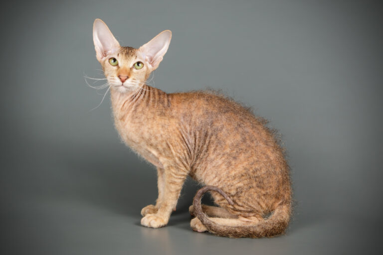 Un chat Peterbald typique aux grandes oreilles et poils frisés