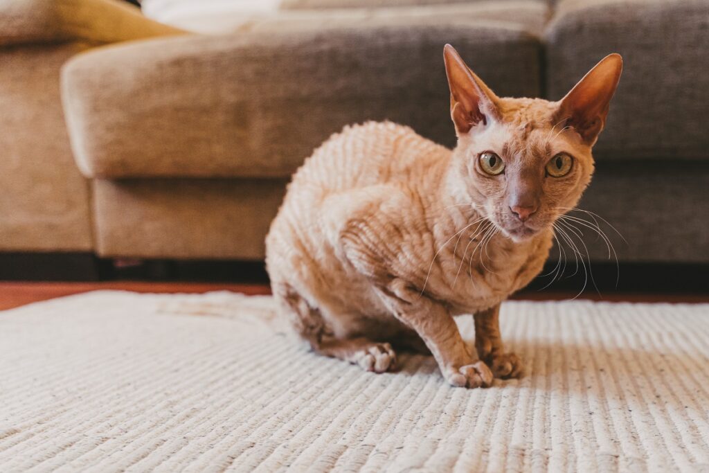 Un chat Peterbald avec un poil court