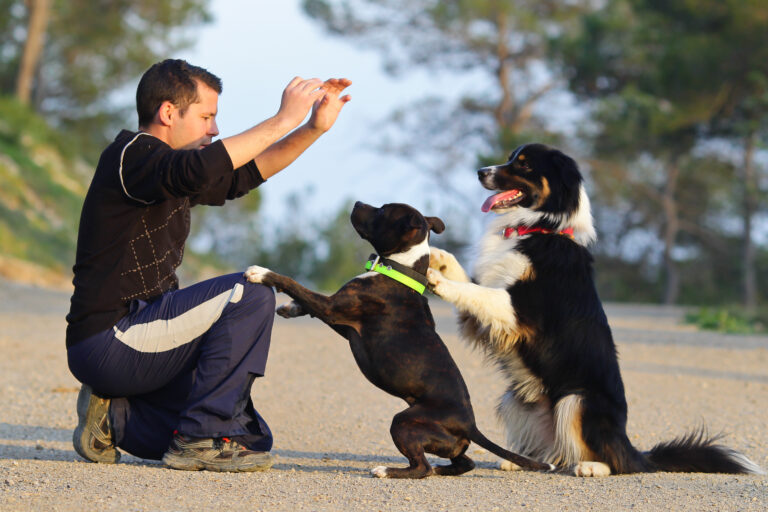 Apprendre à son chien à poser la tête - Danse avec ton chien