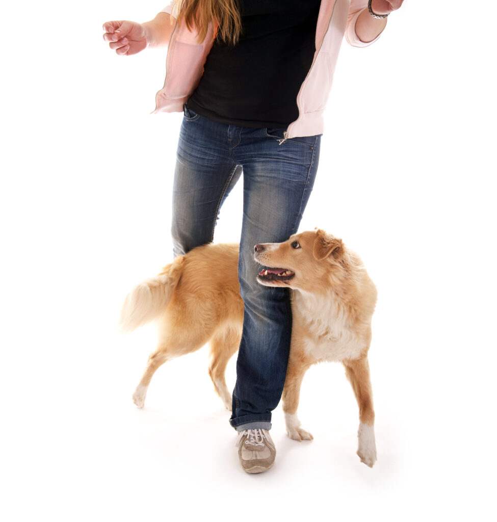 Apprendre à son chien à poser la tête - Danse avec ton chien