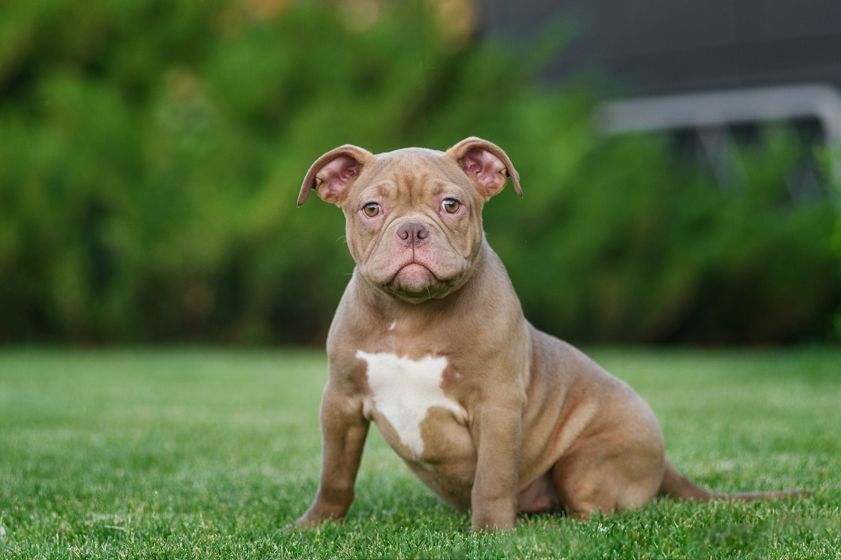 American Bully Welpe beige