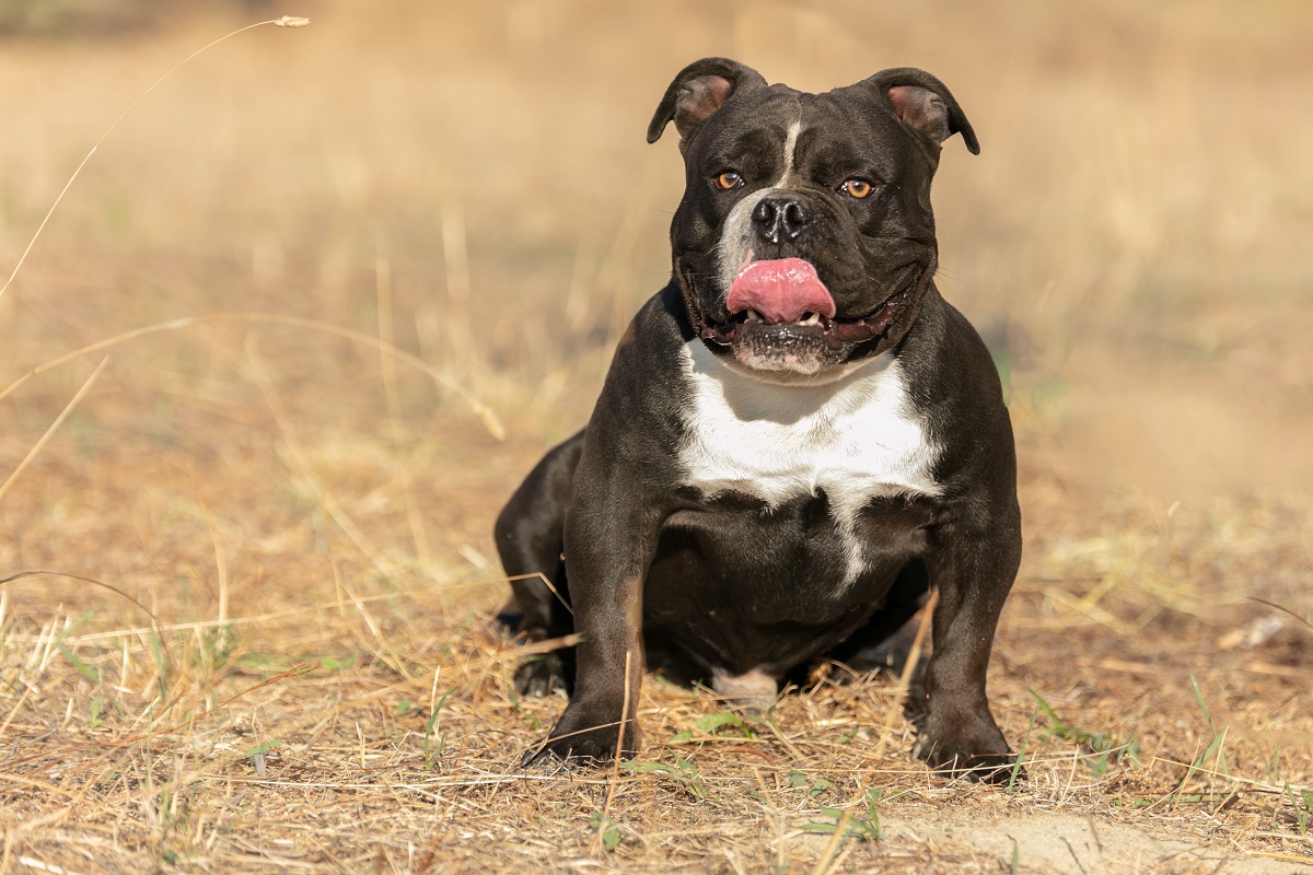 american bully noir et blanc