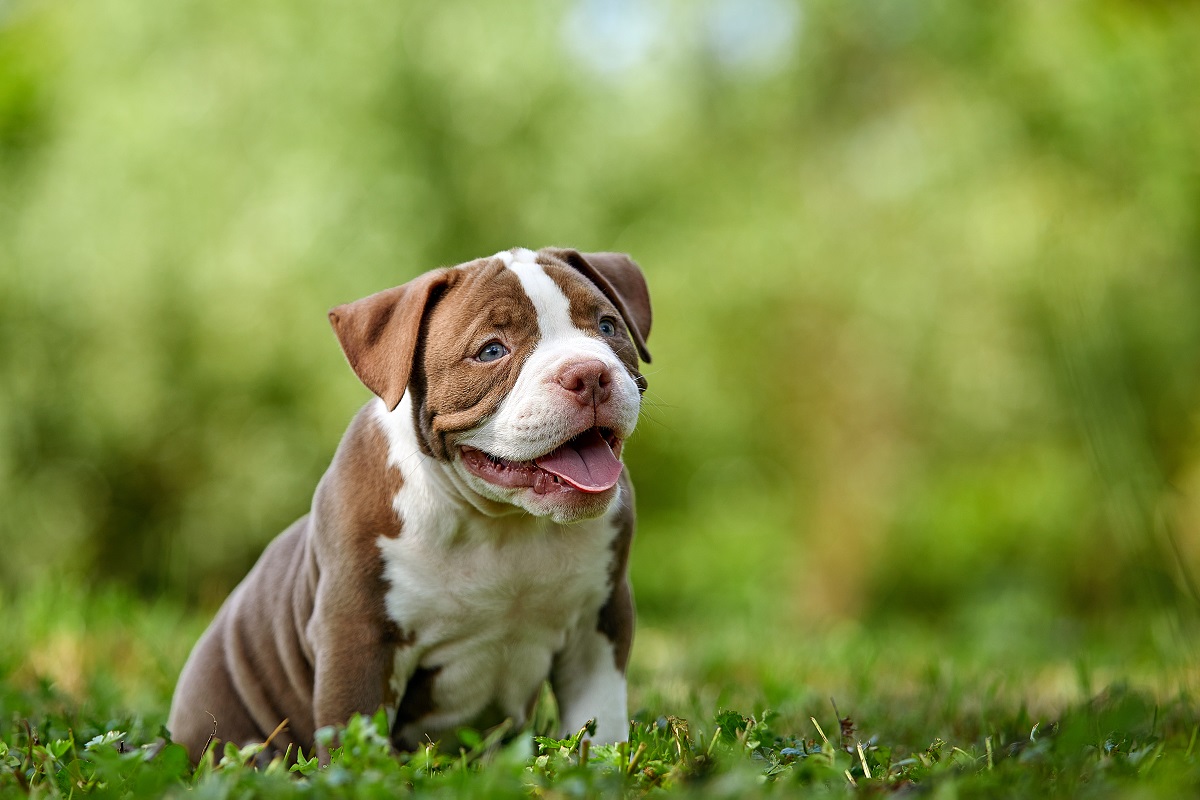 Chiot American Bully brun sur l'herbe