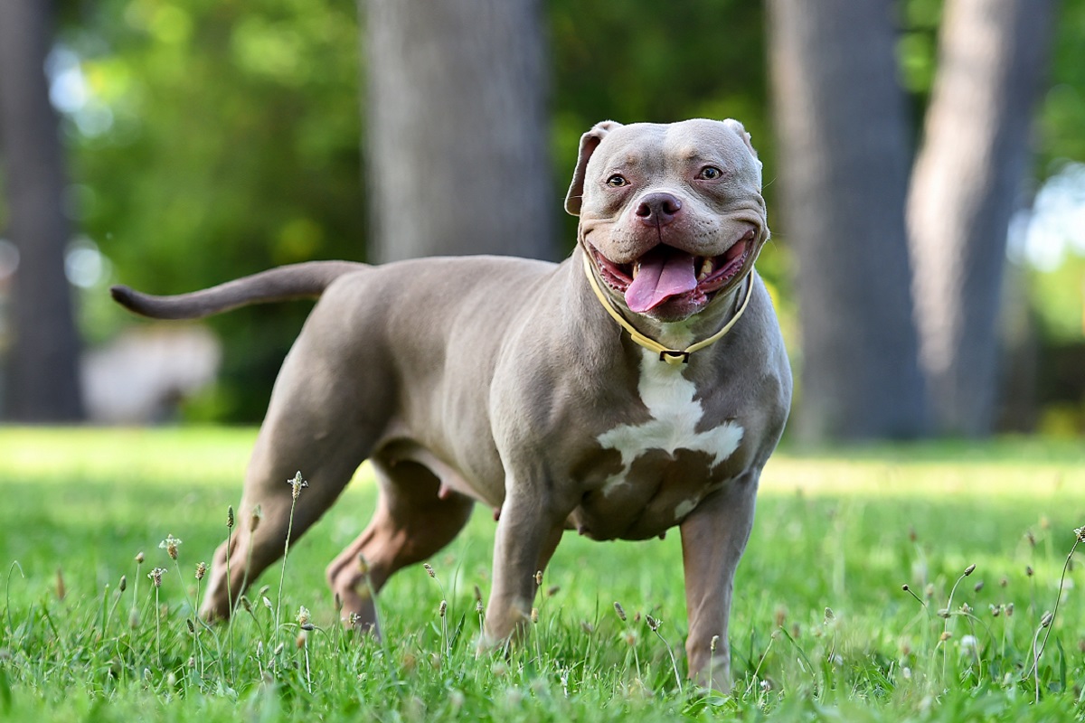 American Bully gris dans un parc