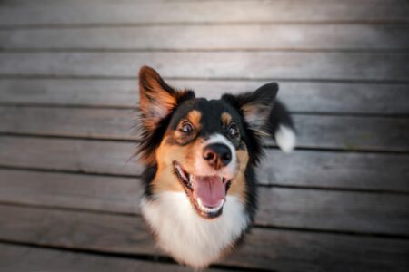 Mauvaise Haleine Chez Le Chien : Causes Et Solutions | Magazine Zooplus