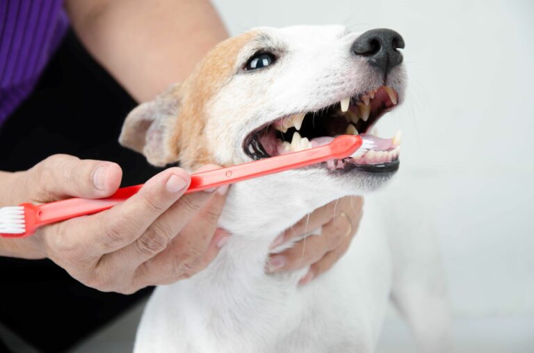 Mauvaise Haleine Chez Le Chien : Causes Et Solutions | Magazine Zooplus