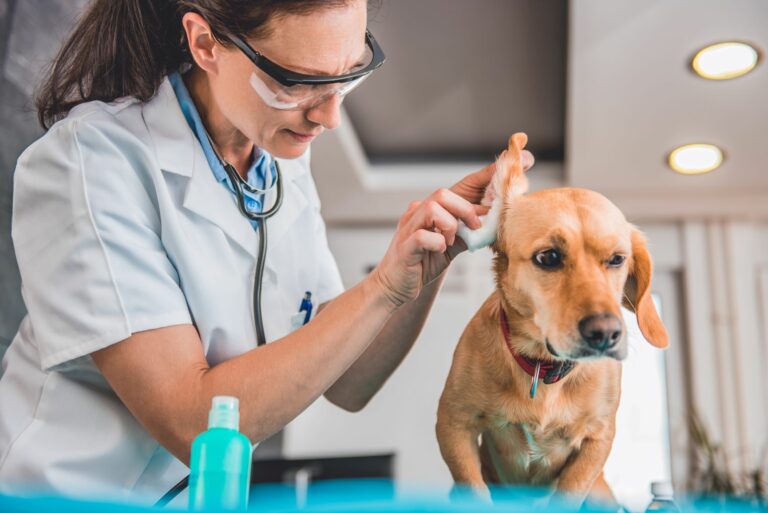 Nettoyer les oreilles de votre animal de compagnie - Hôpital
