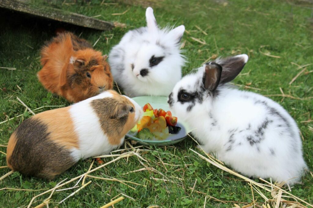 Comment nourrir votre lapin et votre hamster ?