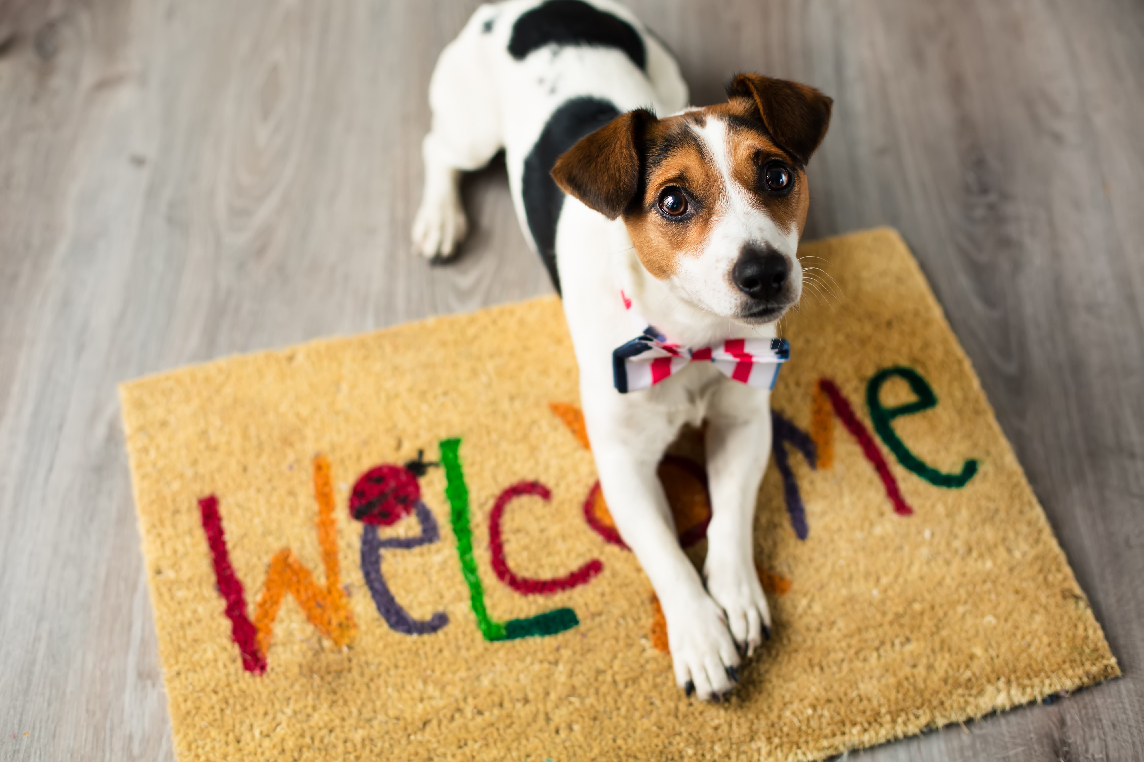 adopter un chien pendant le confinement