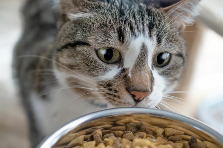 Quelle quantité de nourriture pour un chat ?