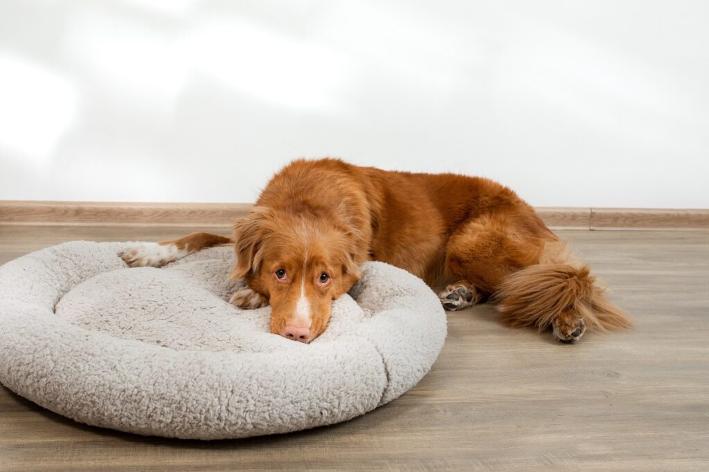 langage corporel d'un chien triste