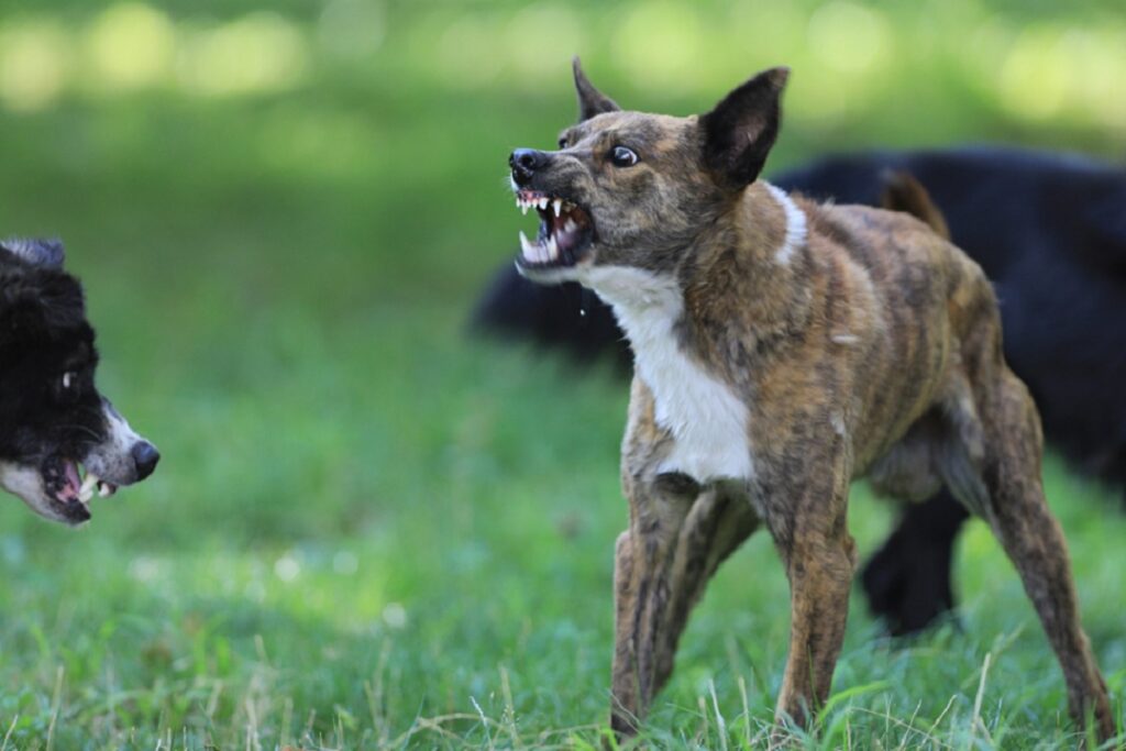 langage corporel d'un chien aggressif