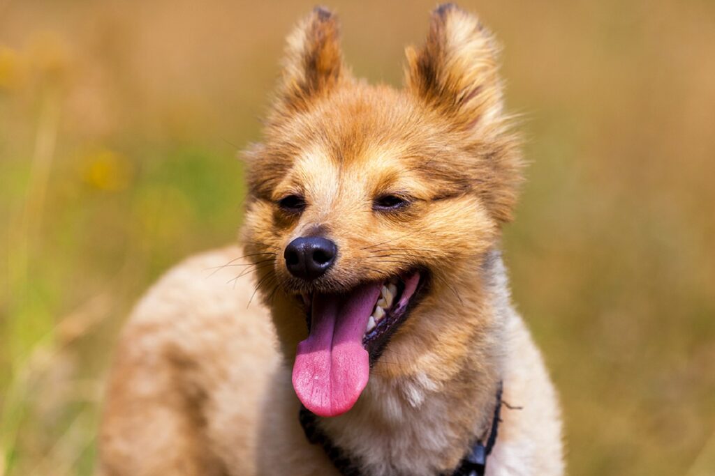 langage corporel d'un chien stressé