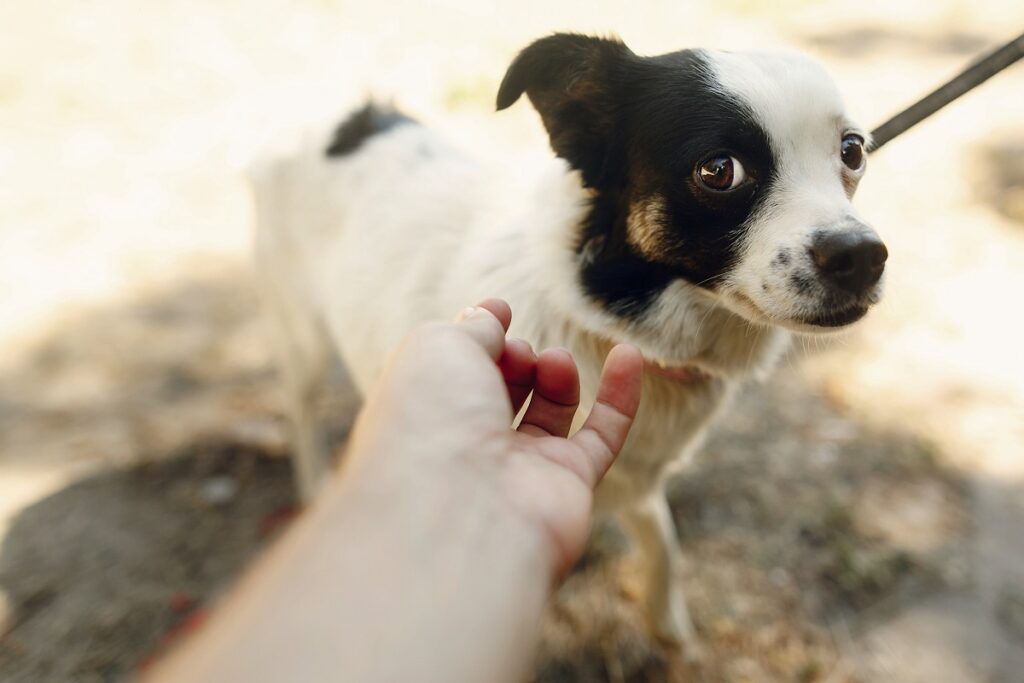 chien anxieux