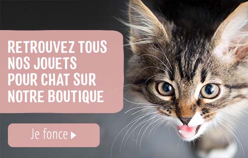 Mon Chat Miaule La Nuit Pourquoi Et Que Faire Magazine Zooplus