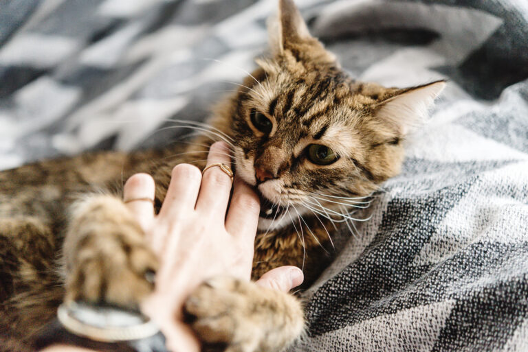 7 signes courants de stress chez les chats et comment les gérer