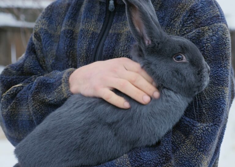 Lapin Bleu de Vienne • Élevage et vente de lapins de race