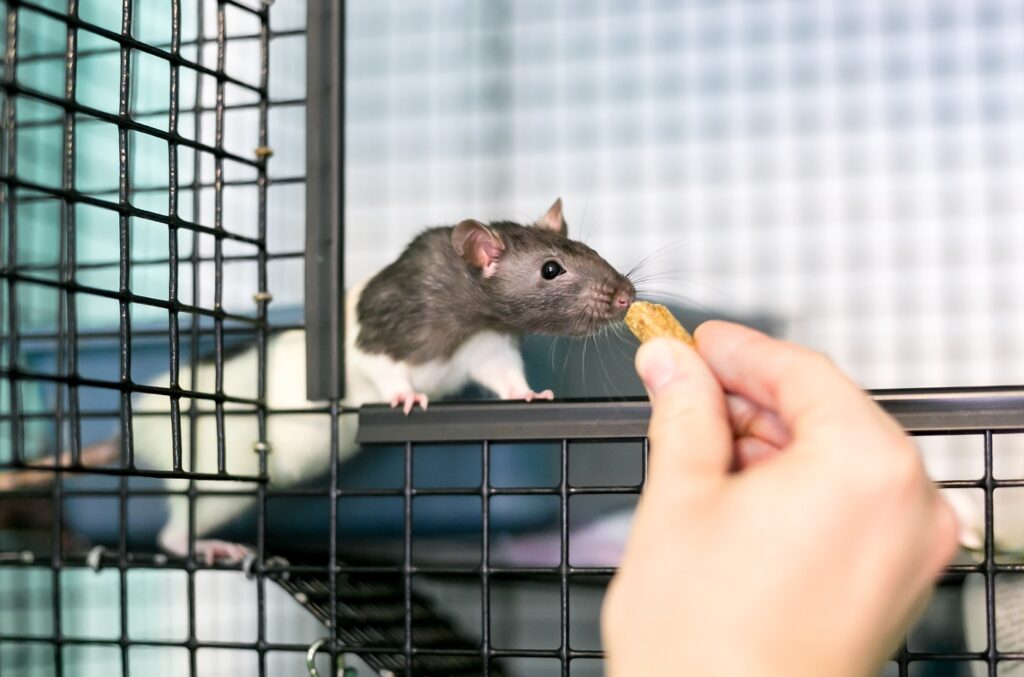 Installer de la mort aux rats dans son logement à Monaco - Protect