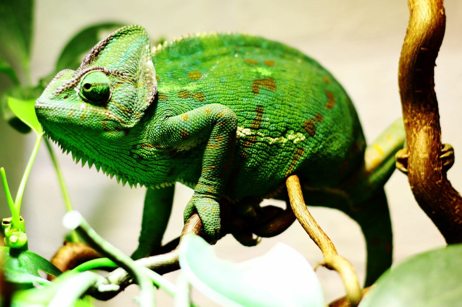 un caméléon casqué sur une branche