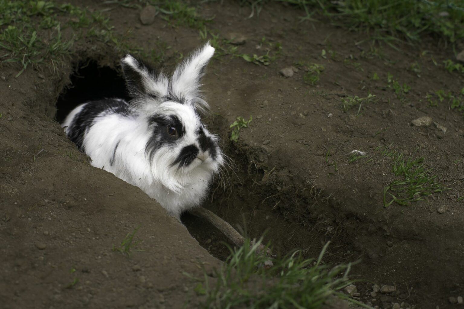 prévention coup de chaleur lapin