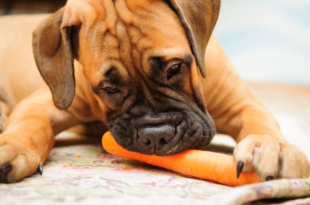 Un chien végan ne se nourrirait que de légumes et de fruits