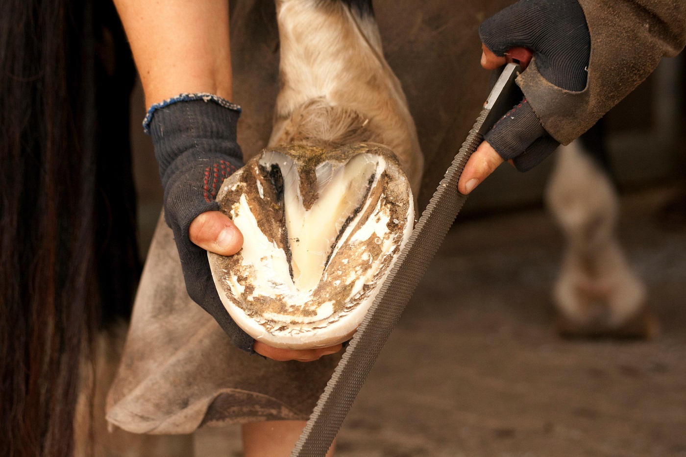 fourchette de cheval pourrie