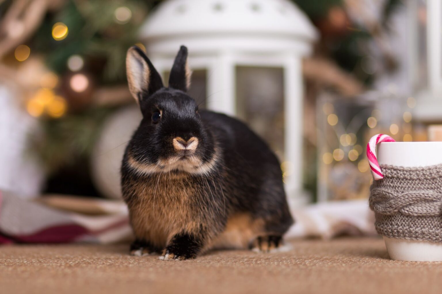 Cadeau de Noël pour lapin : nos idées | zooplus Magazine