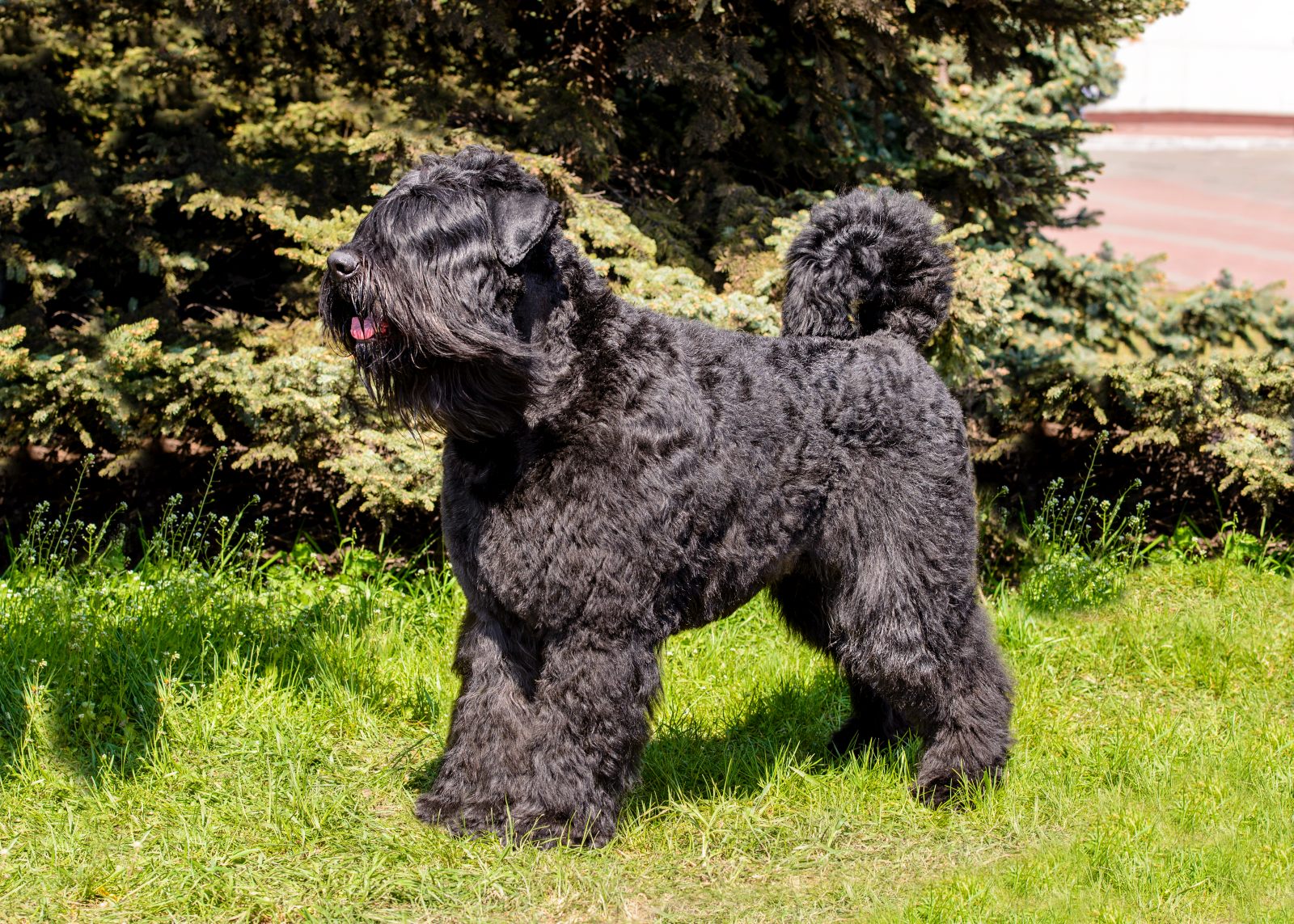 Bouvier des Flandres dans un jardin