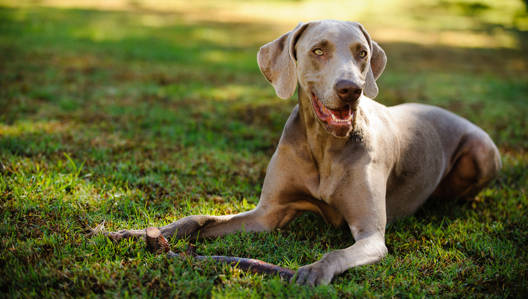 chien braque de weimar dans l'herbe