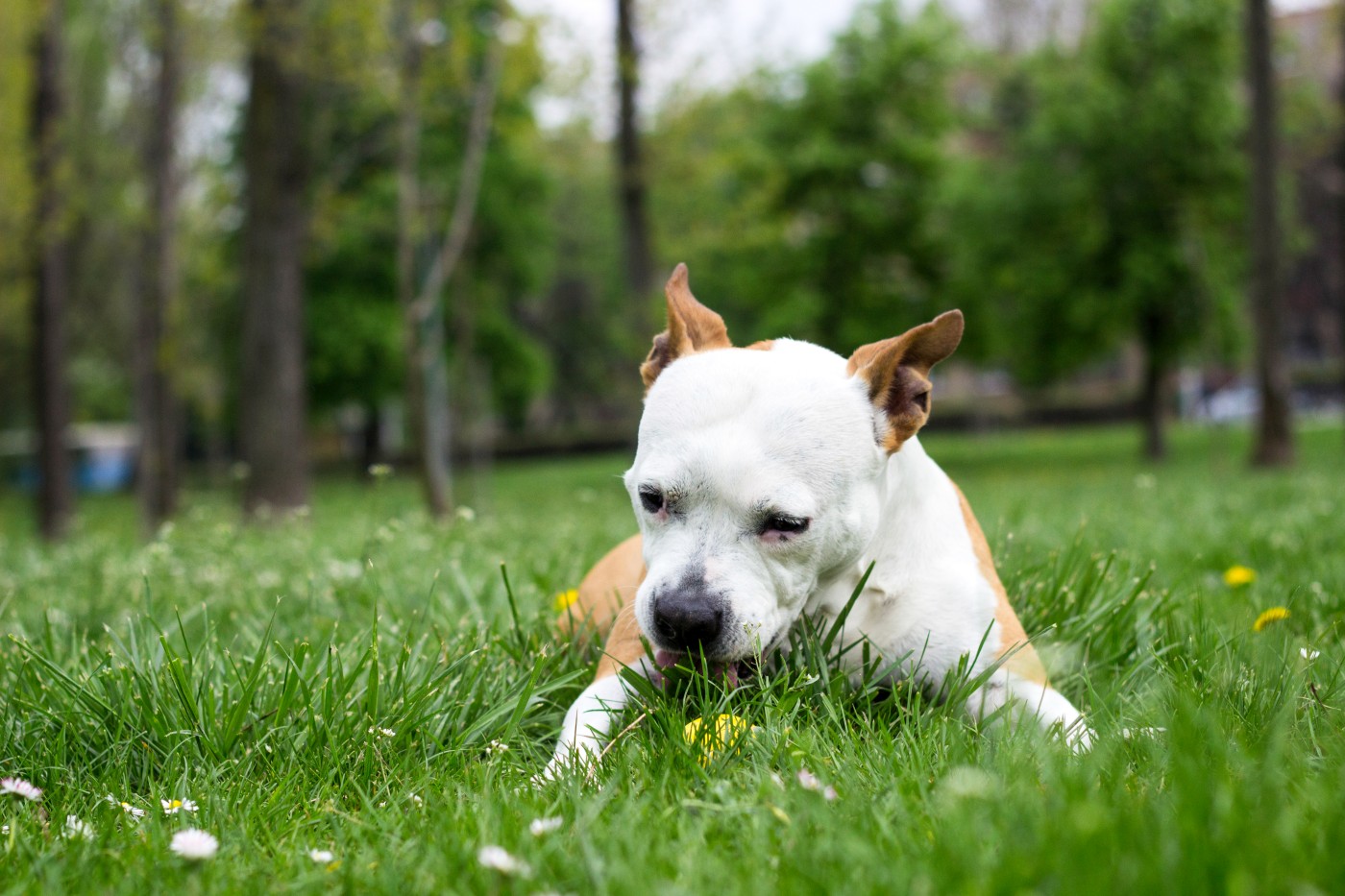 chien qui mange de l'herbe