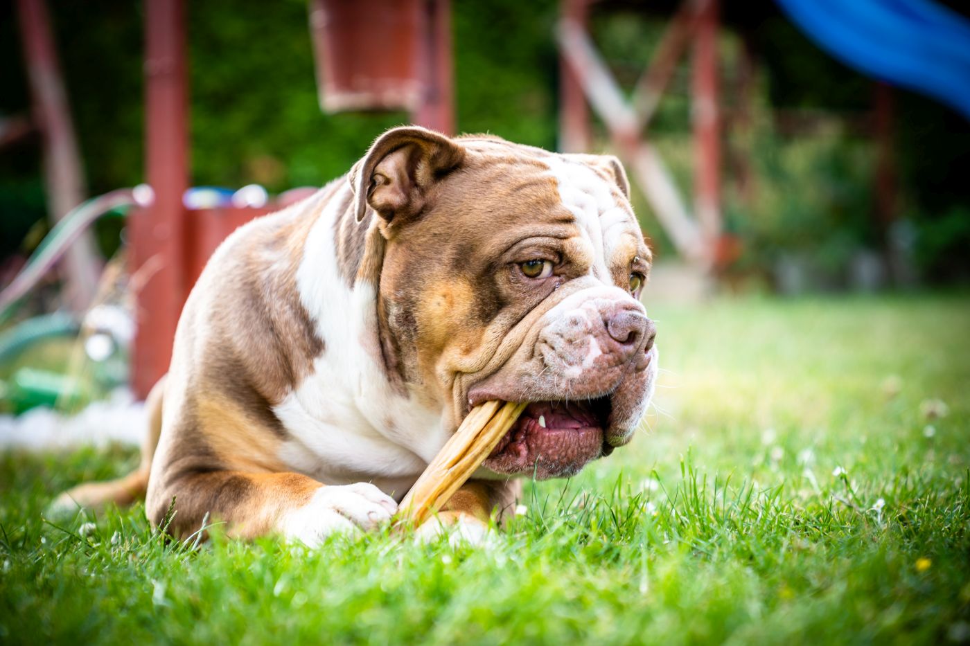 leavitt bulldog qui mange une friandise