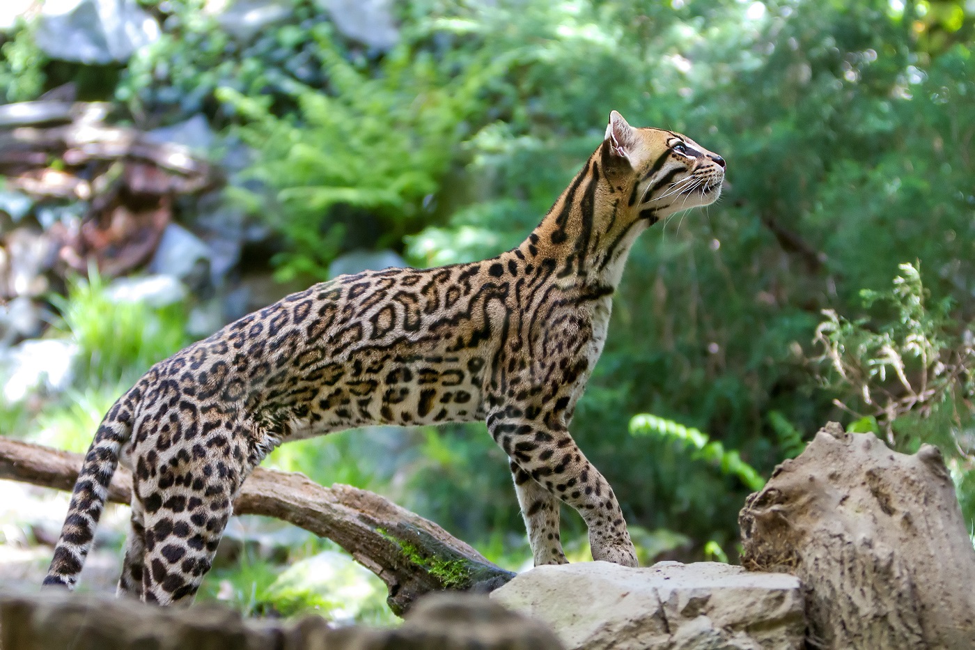 chat ocelot dans la nature