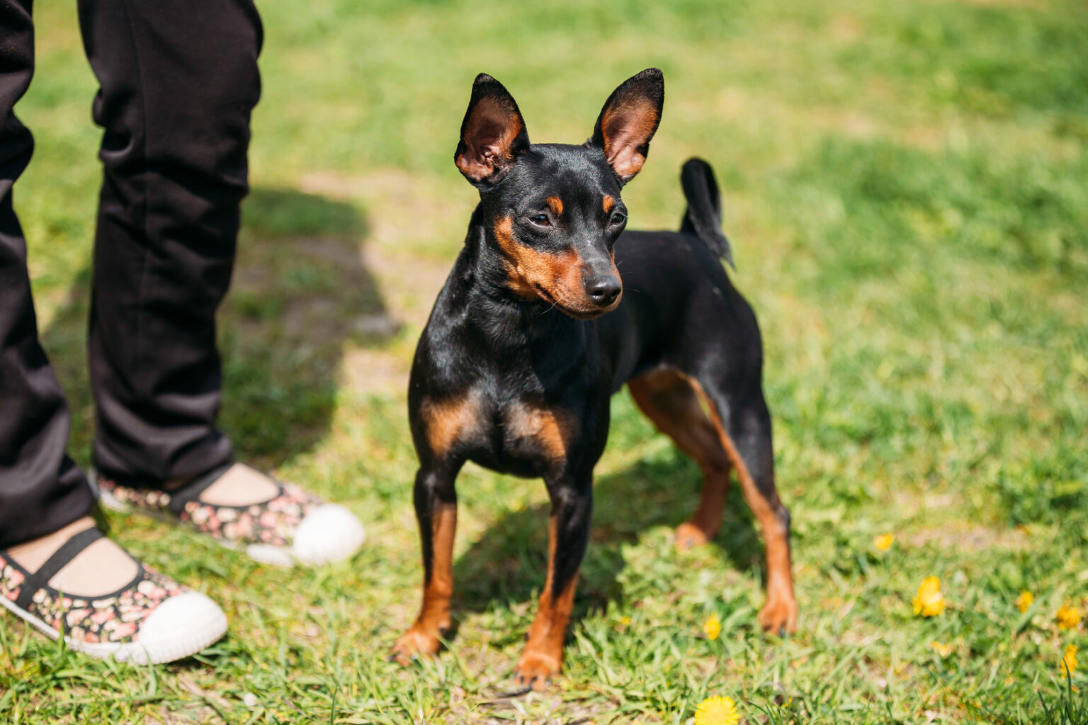 Pinscher Nain Caractère éducation Prix Zooplus Magazine