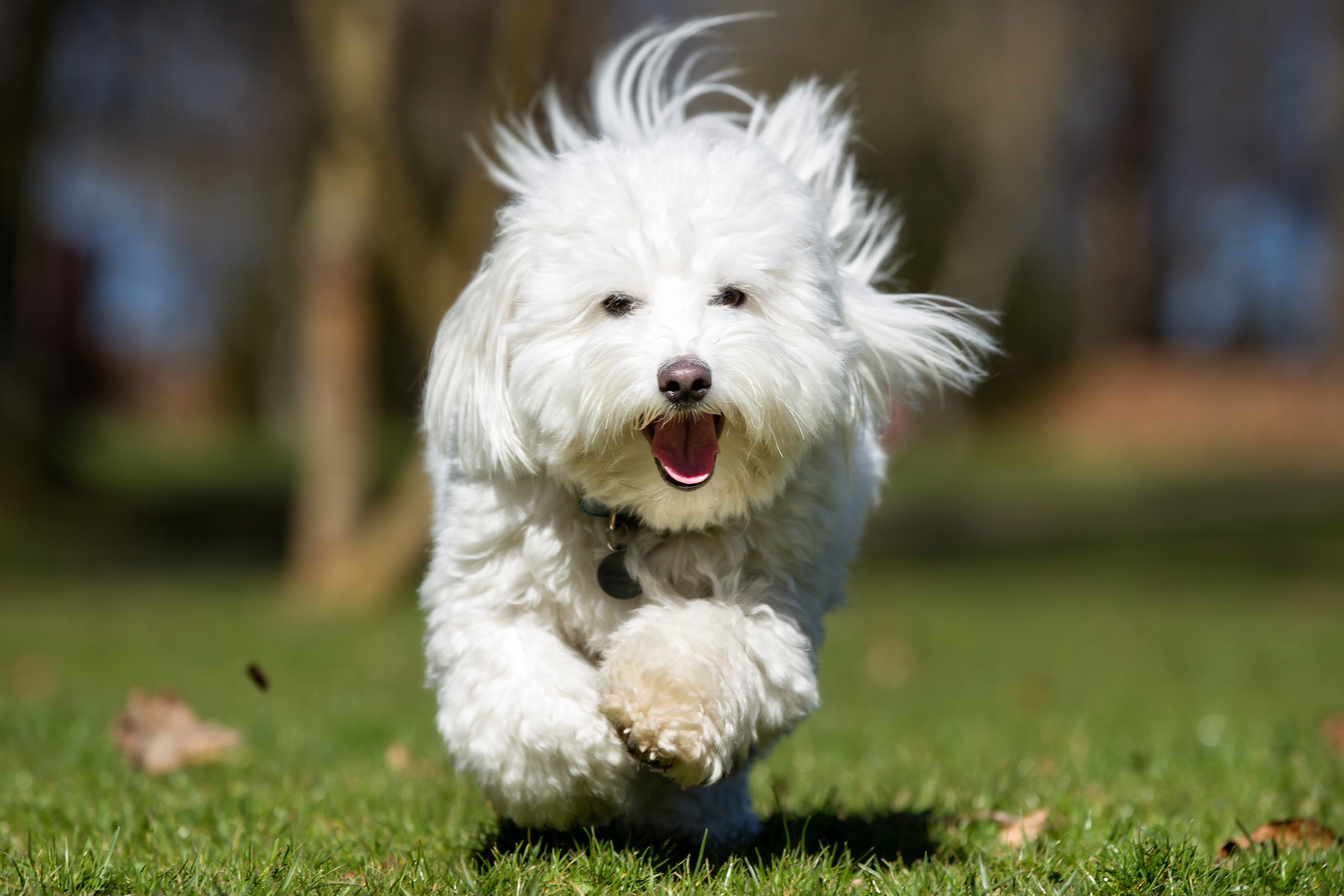 coton de tulear qui court dans l'herbe