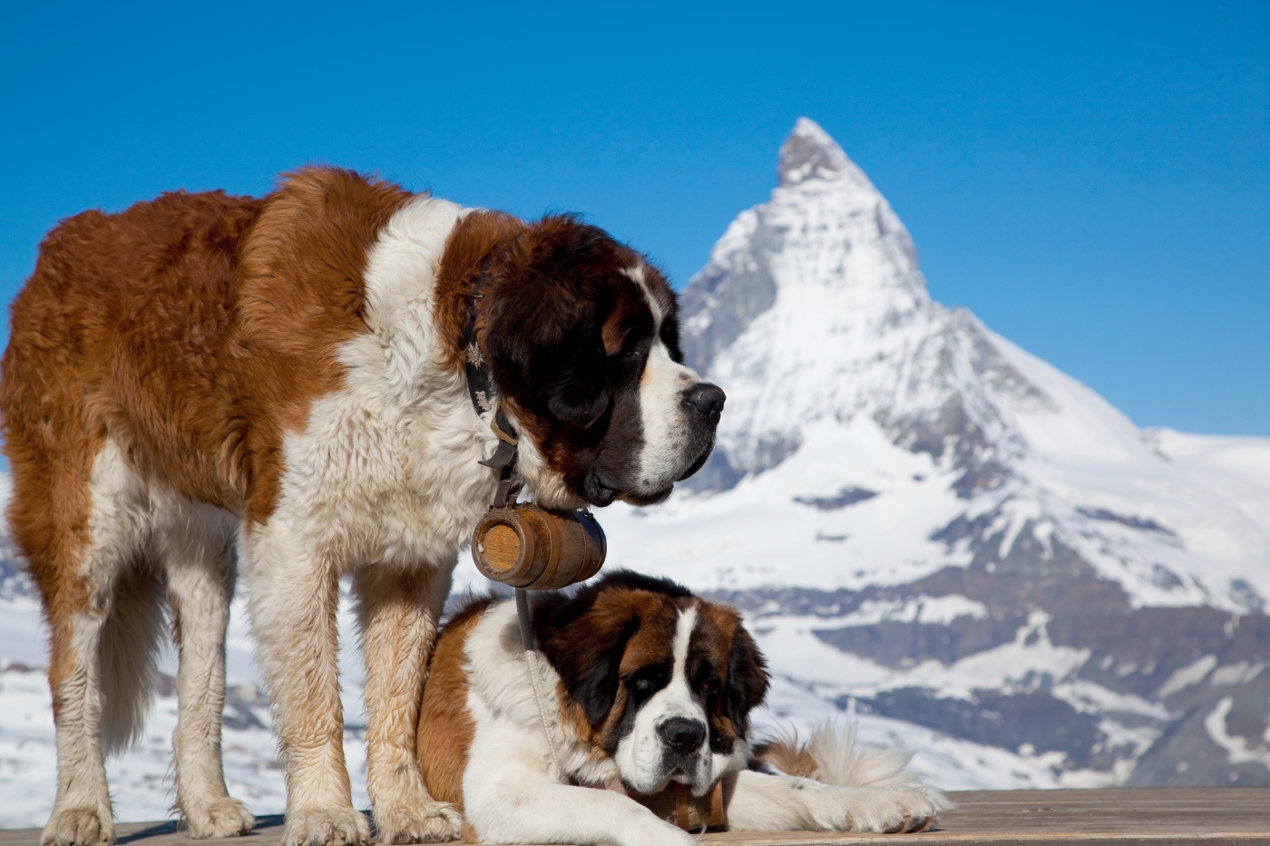 deux chiens d'avalanche