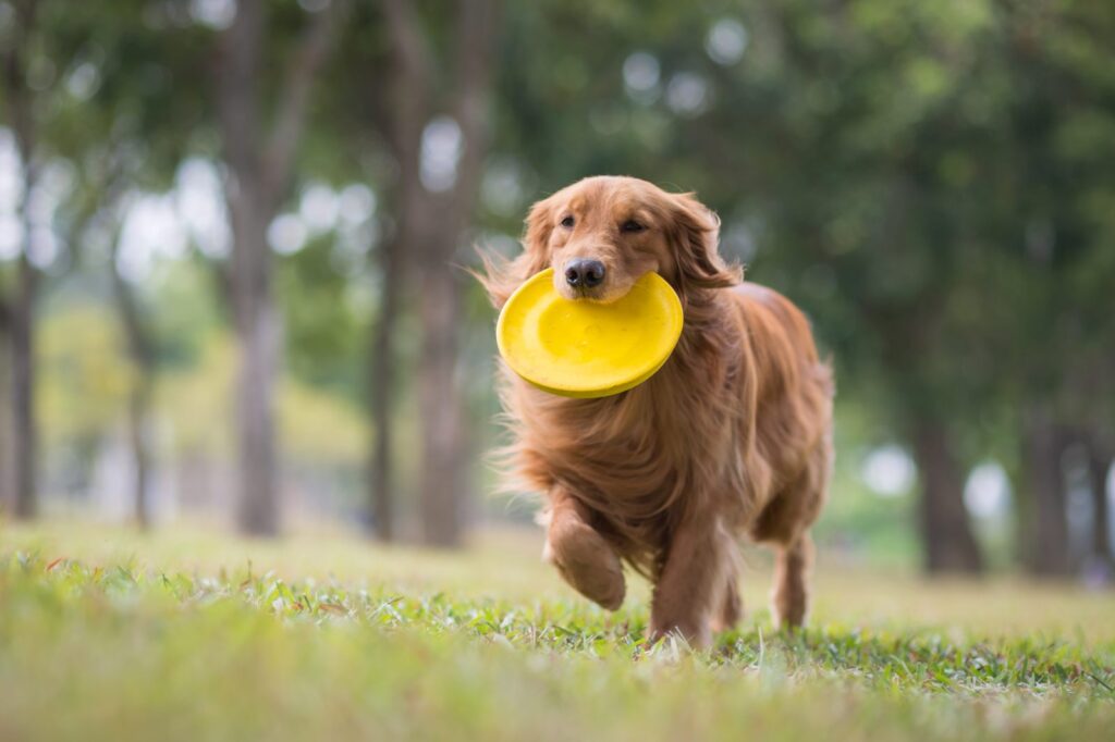 Jouer au frisbee avec un chien : tout savoir