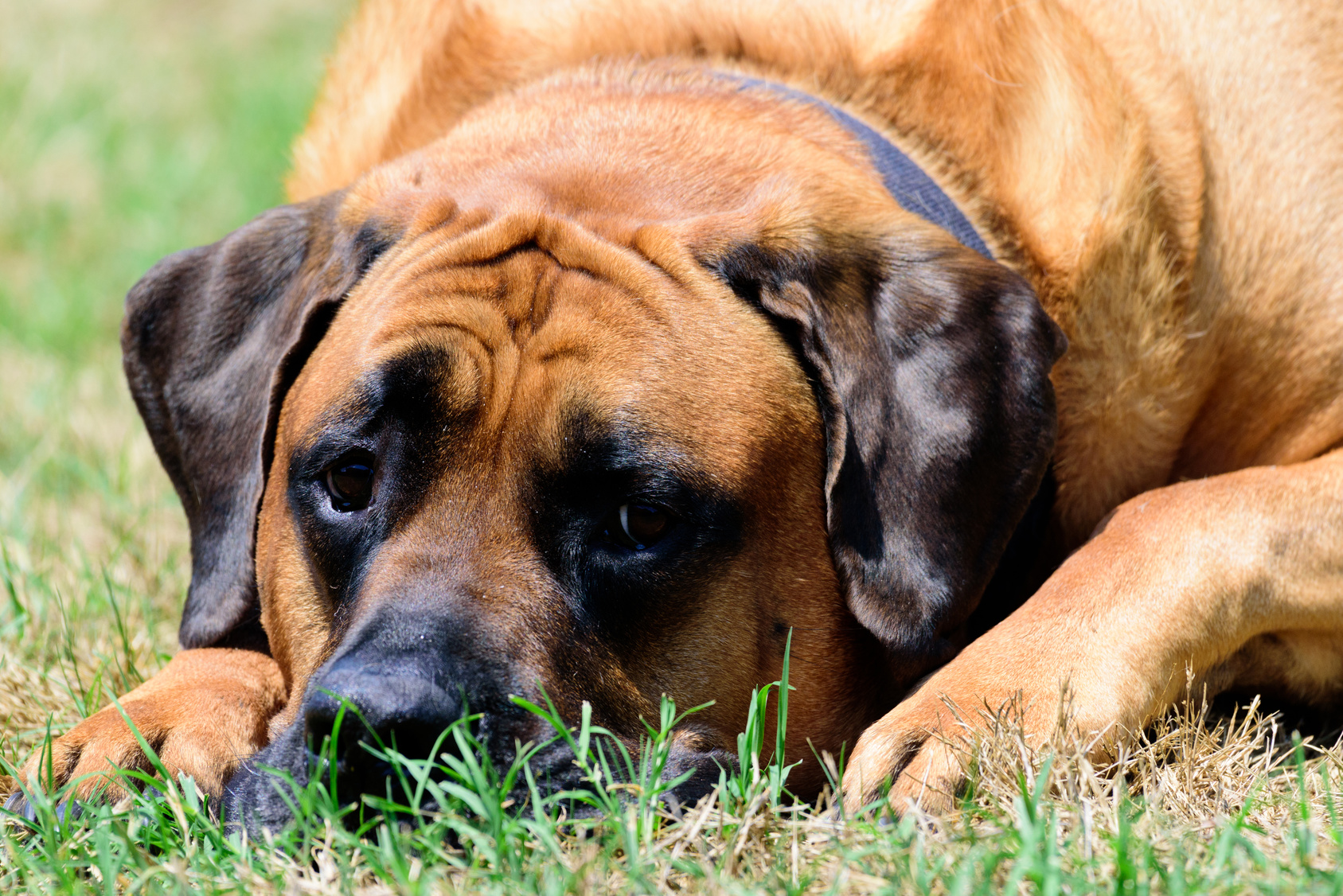 mastiff couché dans l'herbe