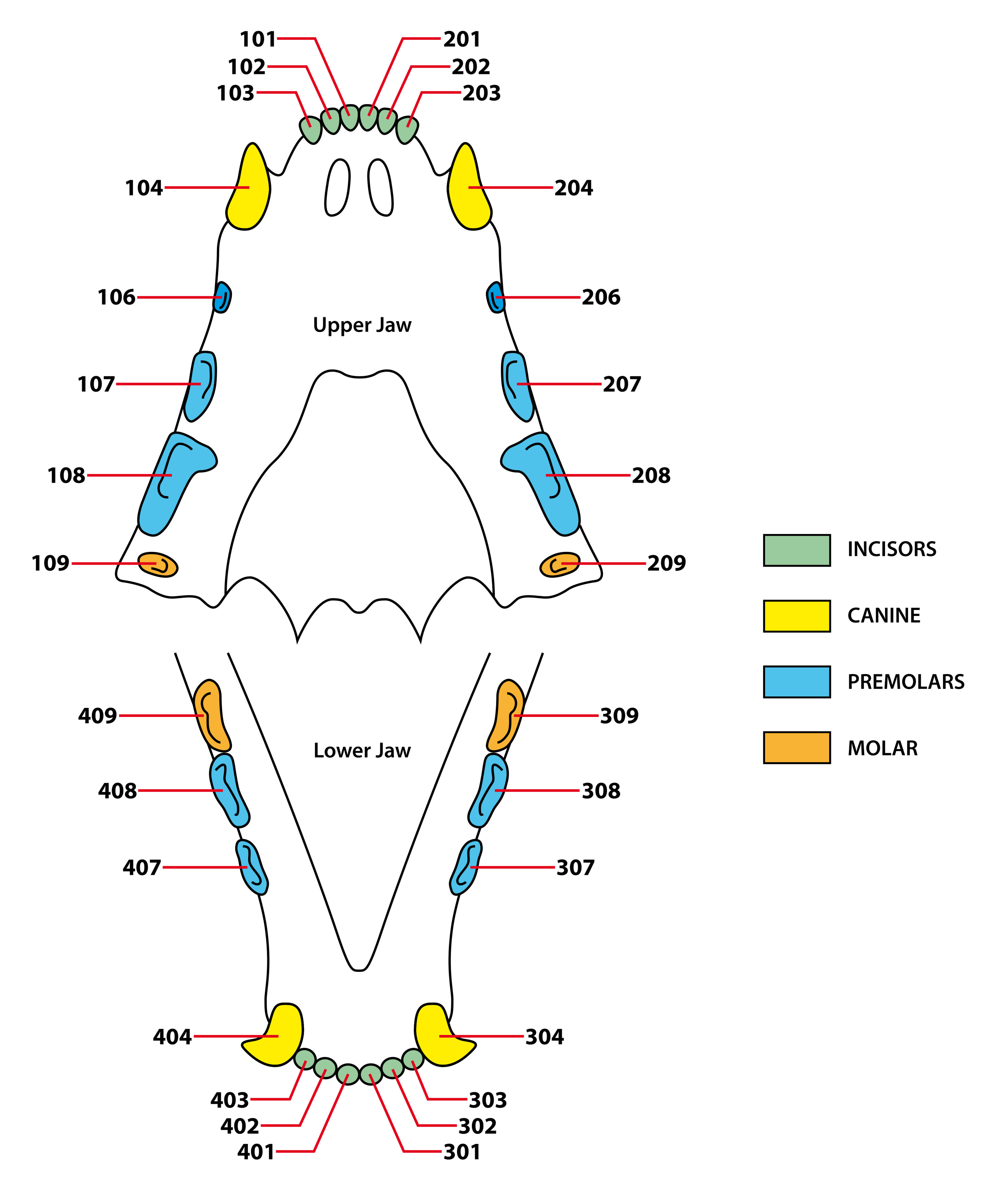 schema de la dentition du chat adulte