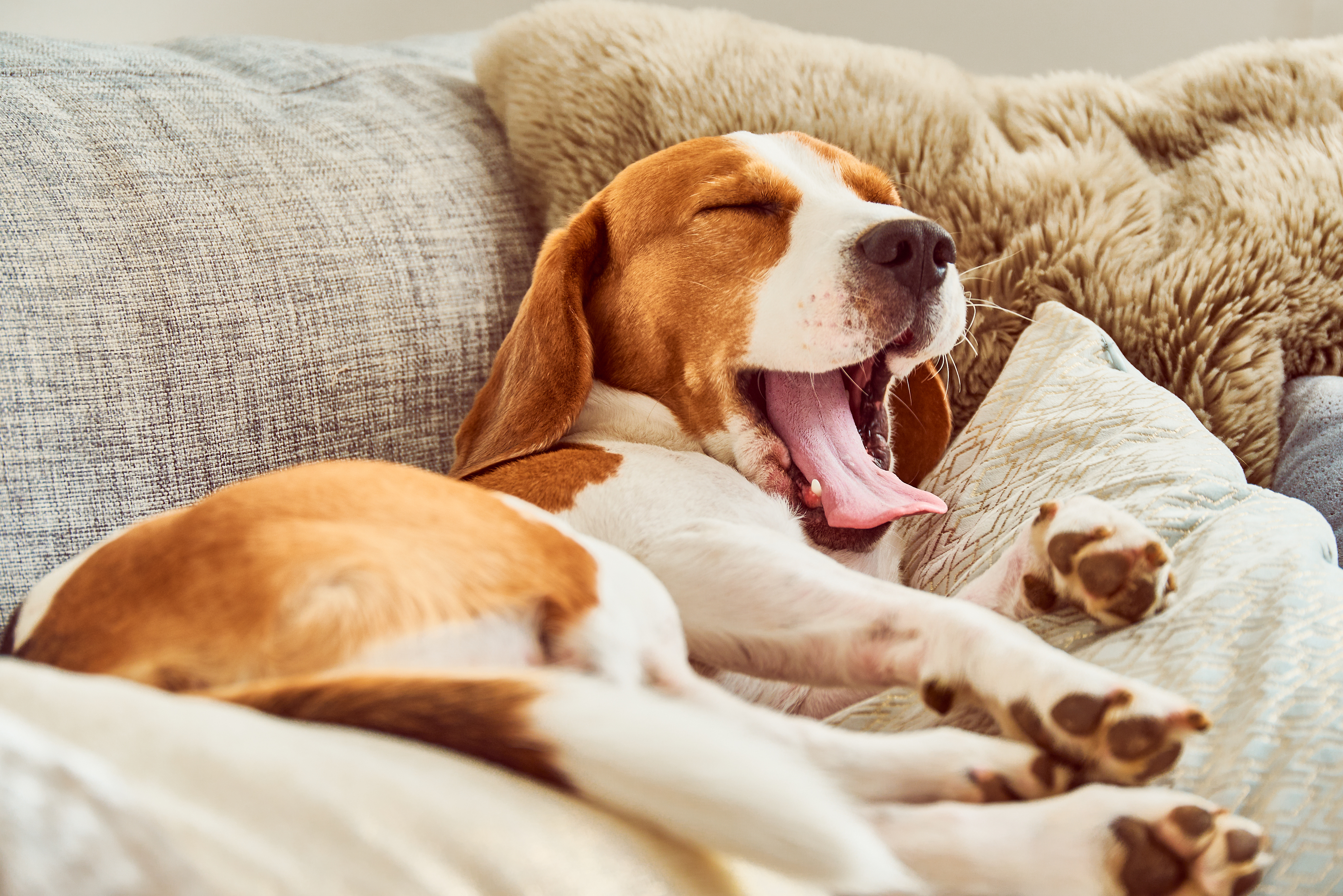 chien souffrant de parvovirose couché sur un canapé